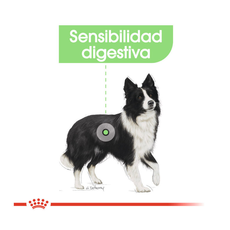 Royal Canin Digestive Care Medium pienso para perros, , large image number null